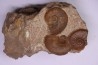 Pleydellia toarcien La Verpillere (38), FRANCE