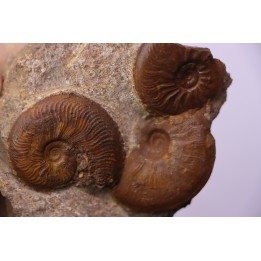 Pleydellia   toarcien  La Verpillere (38), FRANCE