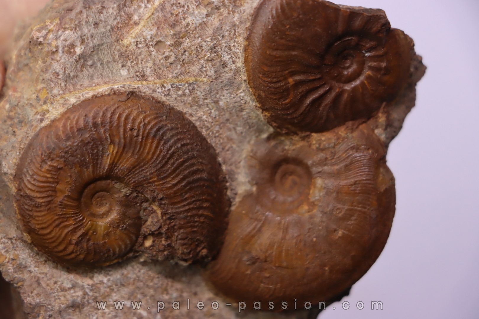 Pleydellia toarcien La Verpillere (38), FRANCE