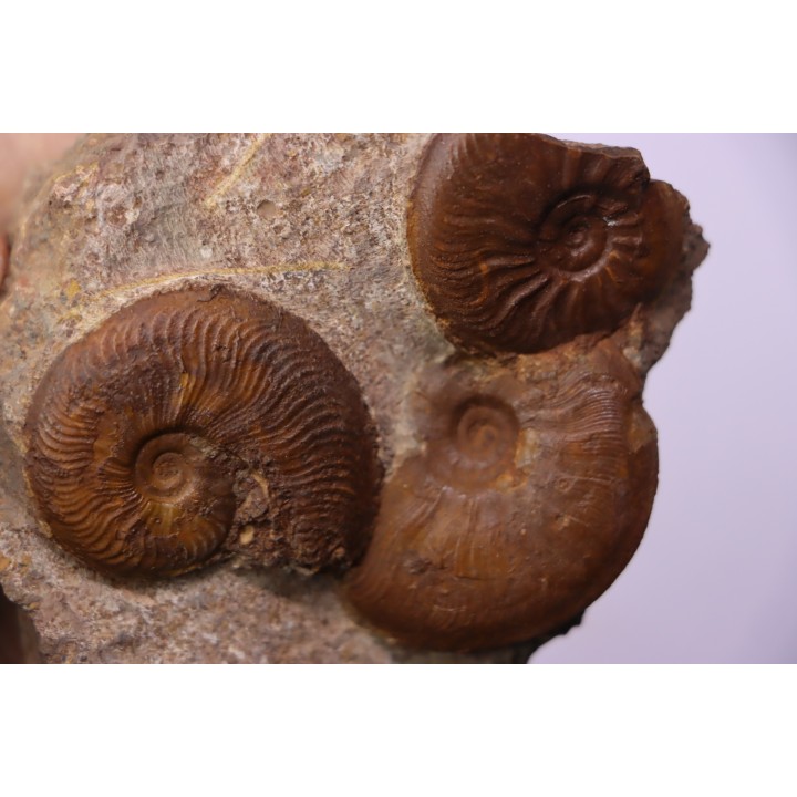 Pleydellia   toarcien  La Verpillere (38), FRANCE