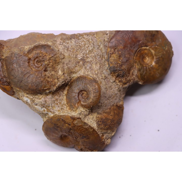 Pleydellia   toarcien  La Verpillere (38), FRANCE
