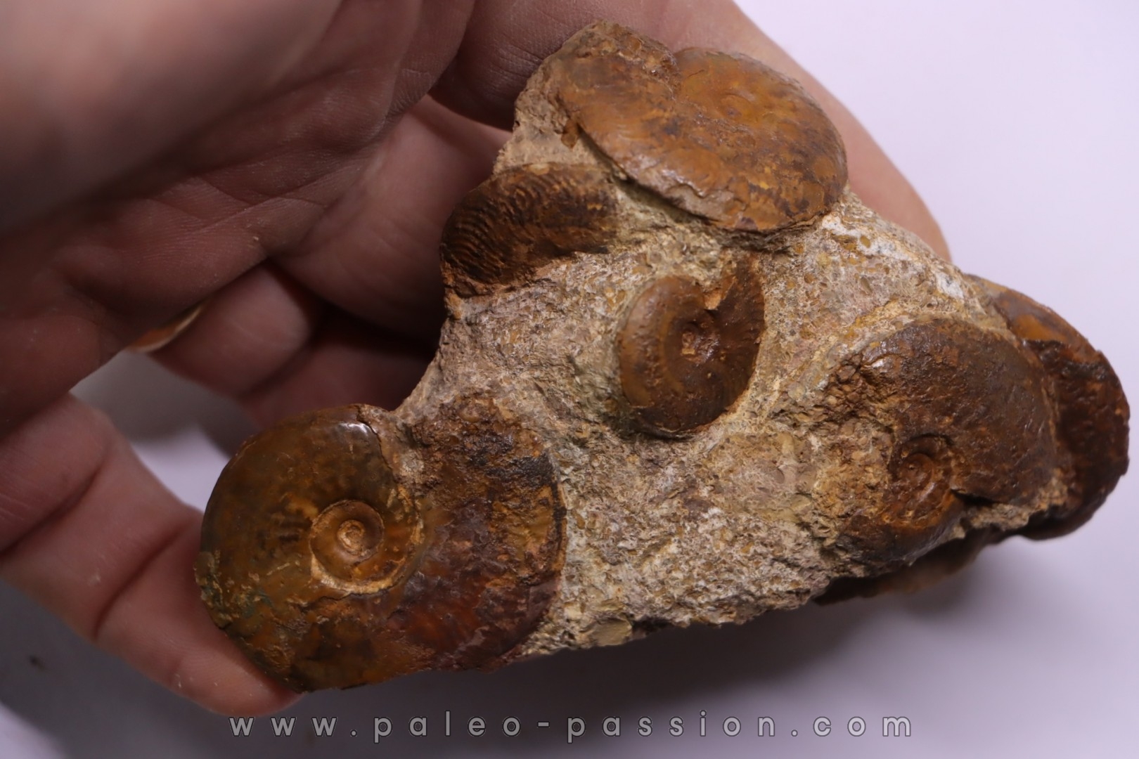 Pleydellia toarcien La Verpillere (38), FRANCE