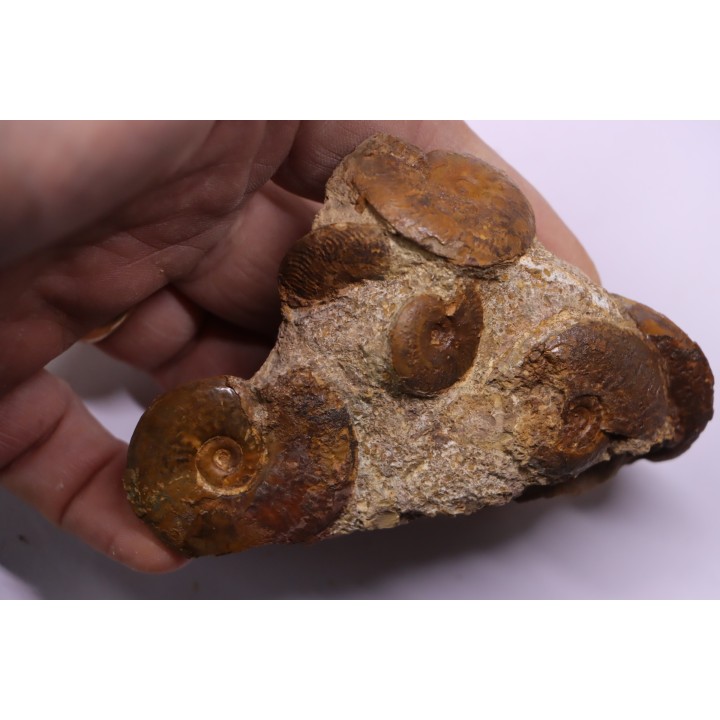 Pleydellia   toarcien  La Verpillere (38), FRANCE