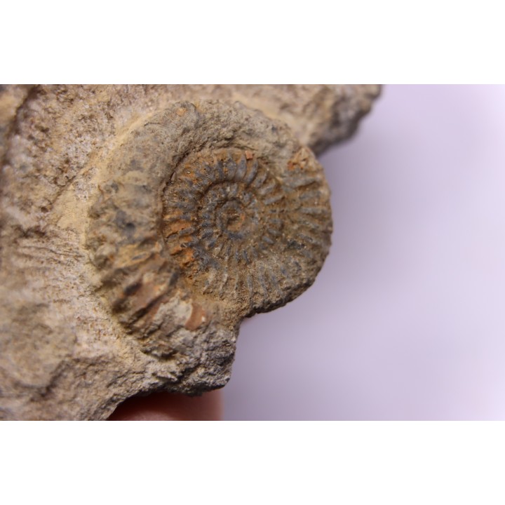 CRUCILOBICERAS DENSINODUM (Quenstedt)  Sinemurien supérieur  Cerville, 54 - FRANCE