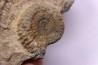 CRUCILOBICERAS DENSINODUM (Quenstedt)  Sinemurien supérieur  Cerville, 54 - FRANCE