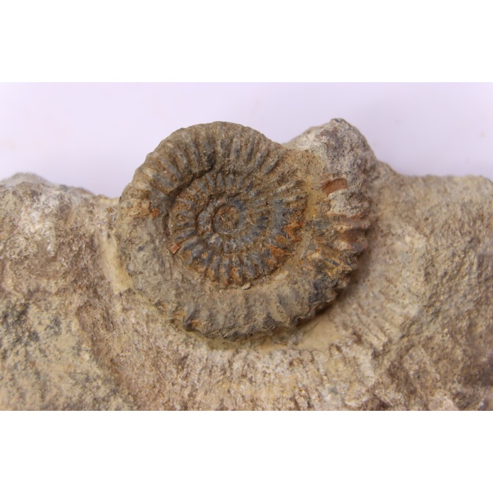 CRUCILOBICERAS DENSINODUM (Quenstedt)  Sinemurien supérieur  Cerville, 54 - FRANCE