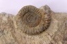 CRUCILOBICERAS DENSINODUM (Quenstedt)  Sinemurien supérieur  Cerville, 54 - FRANCE