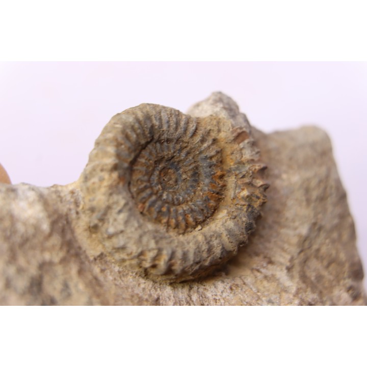 CRUCILOBICERAS DENSINODUM (Quenstedt)  Sinemurien supérieur  Cerville, 54 - FRANCE