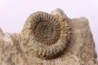 CRUCILOBICERAS DENSINODUM (Quenstedt)  Sinemurien supérieur  Cerville, 54 - FRANCE