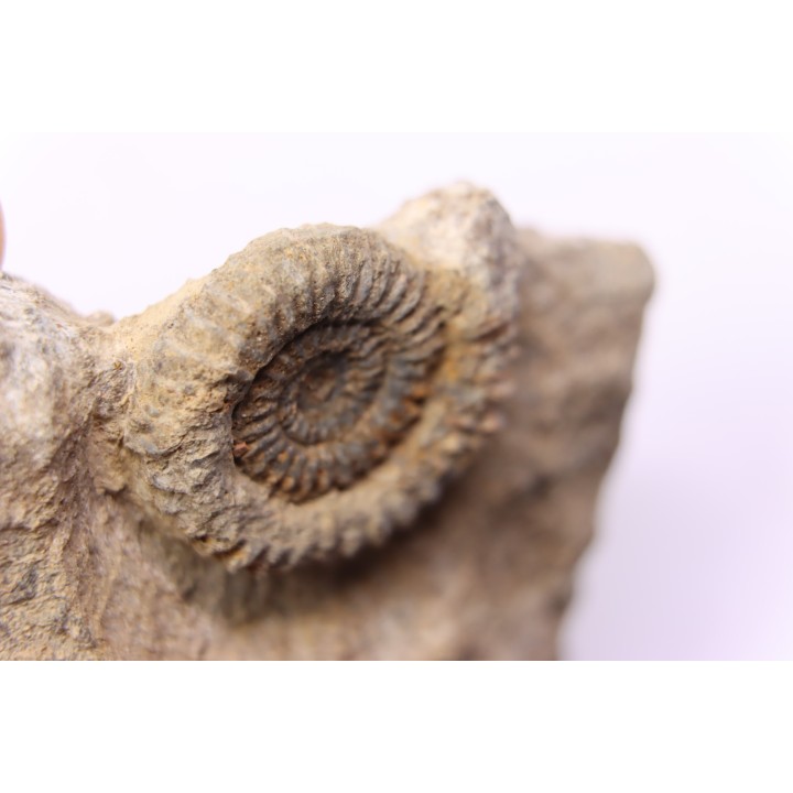 CRUCILOBICERAS DENSINODUM (Quenstedt)  Sinemurien supérieur  Cerville, 54 - FRANCE