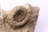 CRUCILOBICERAS DENSINODUM (Quenstedt)  Sinemurien supérieur  Cerville, 54 - FRANCE