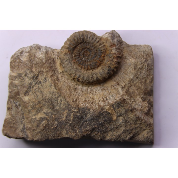 CRUCILOBICERAS DENSINODUM (Quenstedt)  Sinemurien supérieur  Cerville, 54 - FRANCE