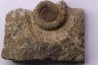CRUCILOBICERAS DENSINODUM (Quenstedt)  Sinemurien supérieur  Cerville, 54 - FRANCE
