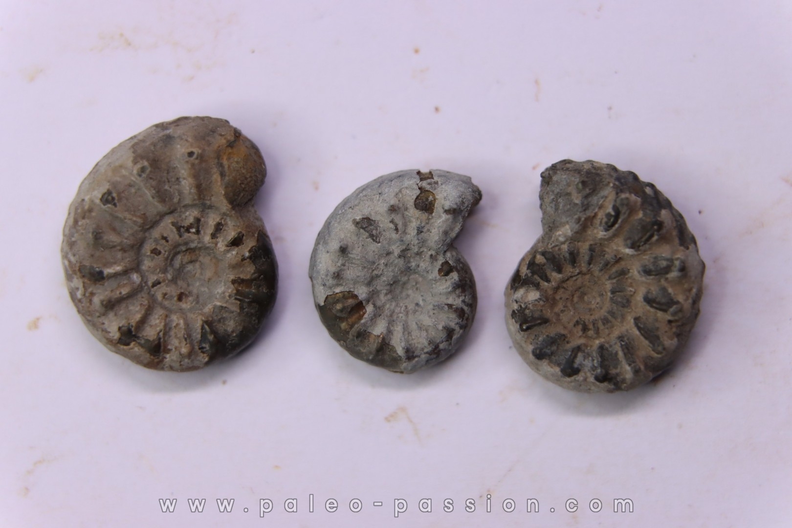 collection de 3 "amaltheus" - domerien - Vesoul, France