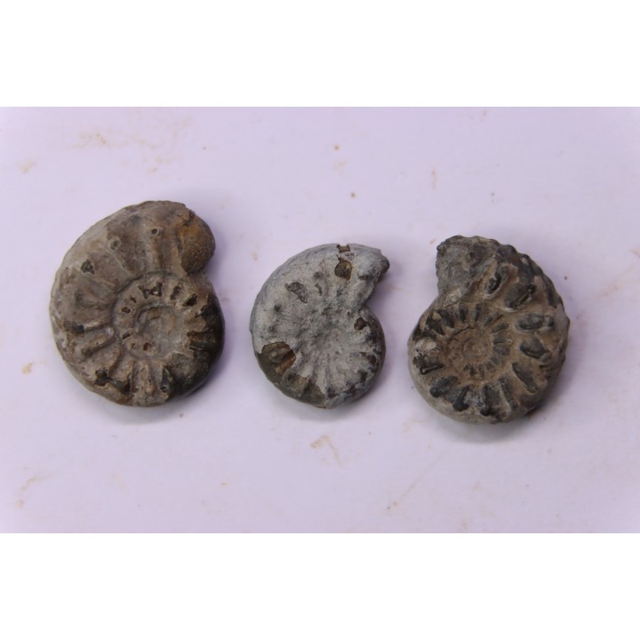 set of 3 "amaltheus" - domerian - Vesoul, France