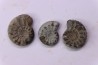 collection de 3 "amaltheus" - domerien - Vesoul, France