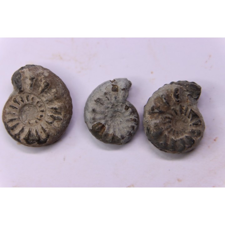 collection de 3 "amaltheus" - domerien - Vesoul, France