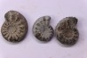 set of 3 "amaltheus" - domerian - Vesoul, France