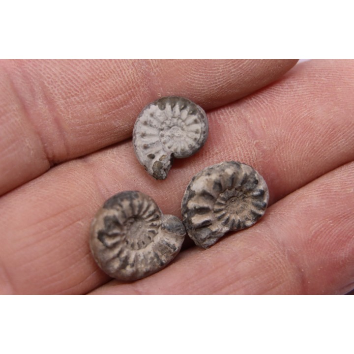 set of 3 "amaltheus" - domerian - Vesoul, France