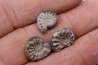 collection de 3 "amaltheus" - domerien - Vesoul, France
