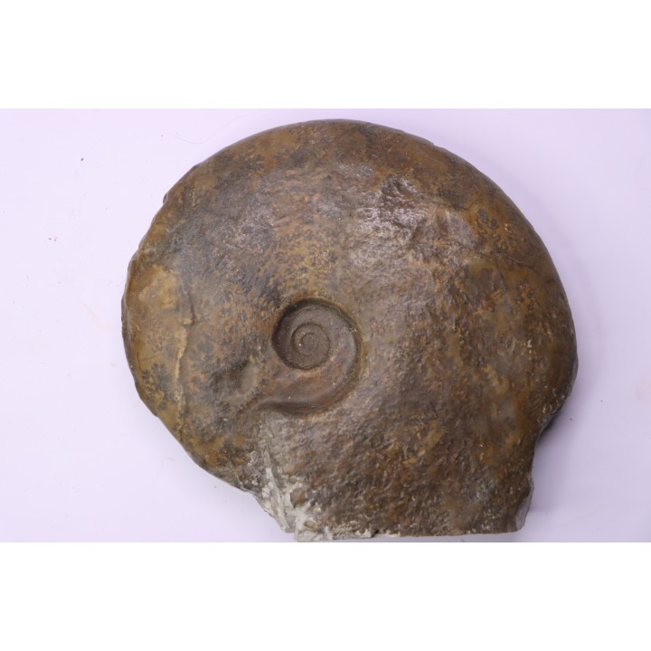 BEUDANTICERAS ALBENSE - Albien moyen, carriere de Courcelles, Troyes, Aube, FRANCE