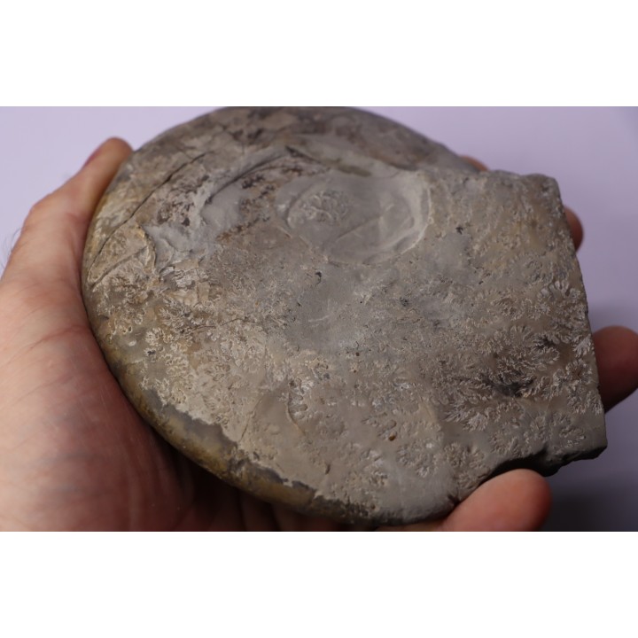 BEUDANTICERAS ALBENSE - middle Albian , carriere de Courcelles, Troyes, Aube, FRANCE