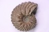 Hoplites benetianus - albien moyen - ancienne carrière Courcelles - Aube - France