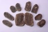 set of 5 nodules  pennsylvanian (carboniferous)  Carbondale Fmt - Mazon creek - Illinois - USA
