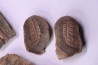 collection de 5 nodules de fougeres - pennsylvanian (carbonifère) - Carbondale Fmt - Mazon creek - Illinois - USA