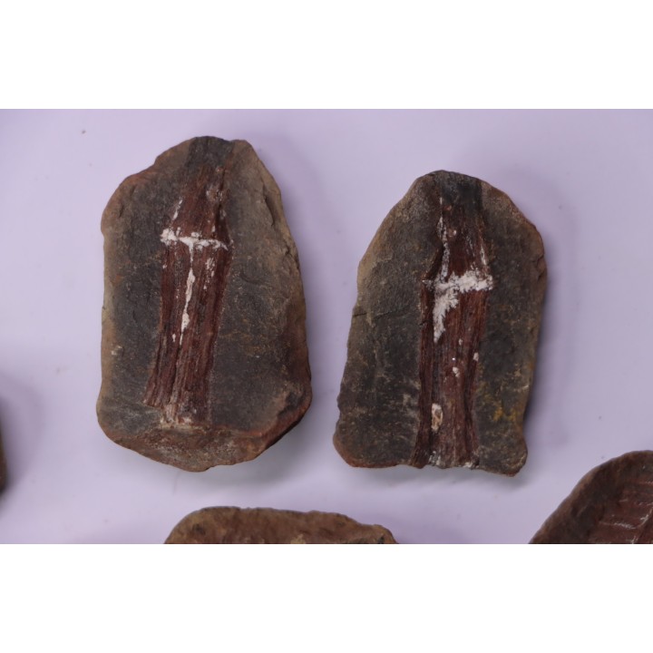 set of 5 nodules  pennsylvanian (carboniferous)  Carbondale Fmt - Mazon creek - Illinois - USA