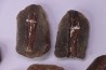 collection de 5 nodules de fougeres - pennsylvanian (carbonifère) - Carbondale Fmt - Mazon creek - Illinois - USA
