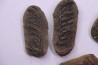 set of 5 nodules  pennsylvanian (carboniferous)  Carbondale Fmt - Mazon creek - Illinois - USA