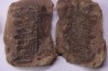 set of 5 nodules  pennsylvanian (carboniferous)  Carbondale Fmt - Mazon creek - Illinois - USA