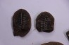 collection de 5 nodules de fougeres - pennsylvanian (carbonifère) - Carbondale Fmt - Mazon creek - Illinois - USA