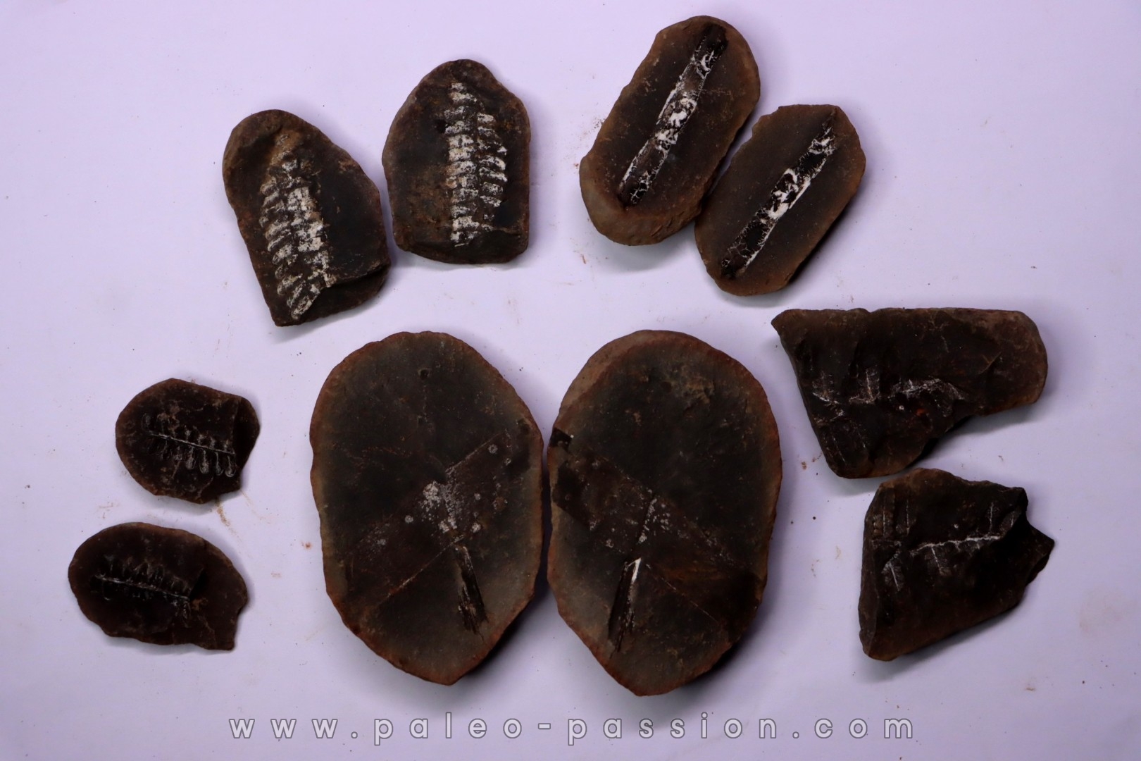 set of 5 nodules pennsylvanian (carboniferous) Carbondale Fmt - Mazon creek - Illinois - USA