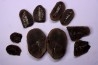 set of 5 nodules pennsylvanian (carboniferous) Carbondale Fmt - Mazon creek - Illinois - USA