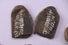 collection de 5 nodules de fougeres - pennsylvanian (carbonifère) - Carbondale Fmt - Mazon creek - Illinois - USA