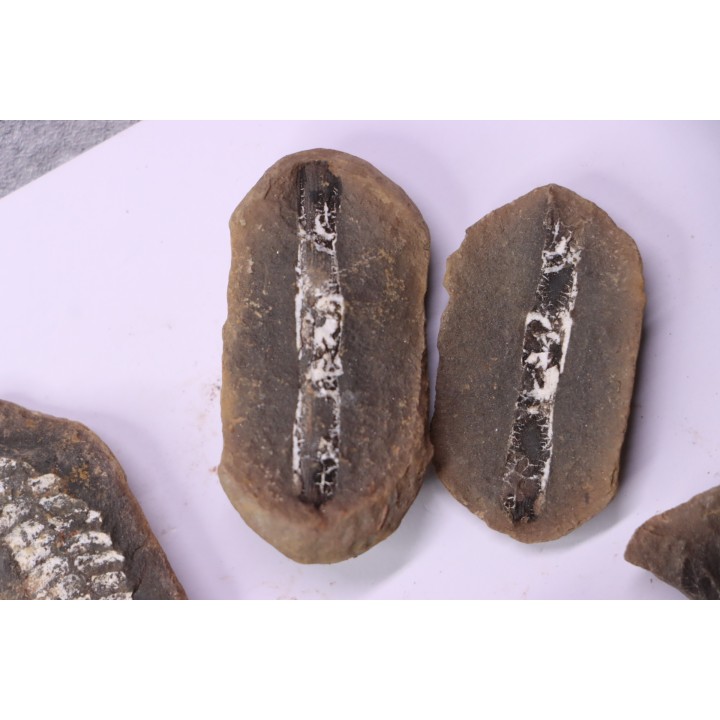 set of 5 nodules  pennsylvanian (carboniferous)  Carbondale Fmt - Mazon creek - Illinois - USA