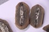 set of 5 nodules pennsylvanian (carboniferous) Carbondale Fmt - Mazon creek - Illinois - USA