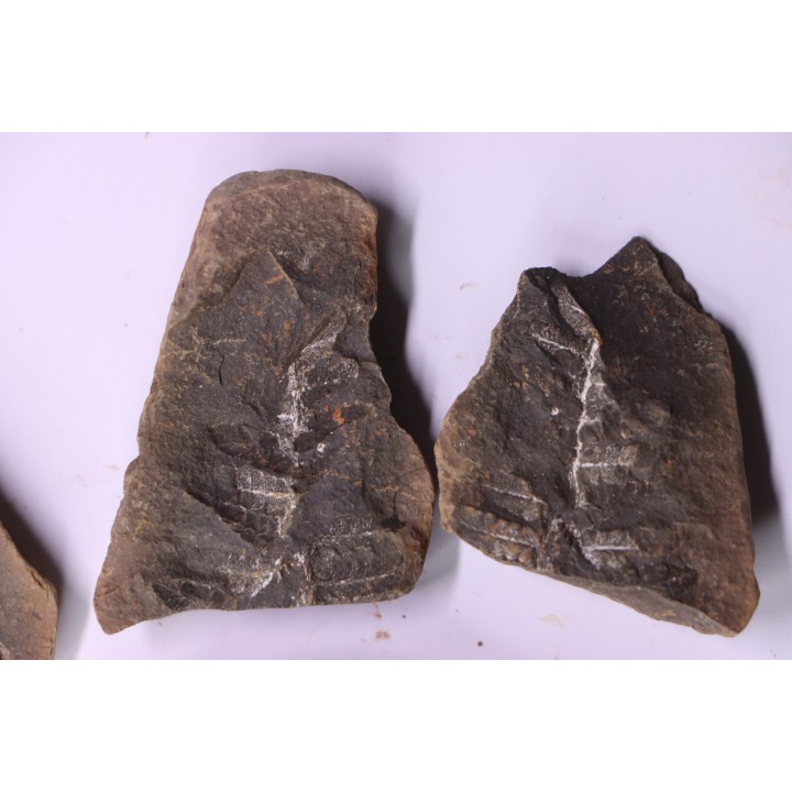 set of 5 nodules  pennsylvanian (carboniferous)  Carbondale Fmt - Mazon creek - Illinois - USA