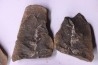 collection de 5 nodules de fougeres - pennsylvanian (carbonifère) - Carbondale Fmt - Mazon creek - Illinois - USA