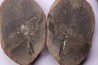 collection de 5 nodules de fougeres - pennsylvanian (carbonifère) - Carbondale Fmt - Mazon creek - Illinois - USA