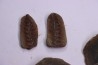collection de 5 nodules de fougeres - pennsylvanian (carbonifère) - Carbondale Fmt - Mazon creek - Illinois - USA