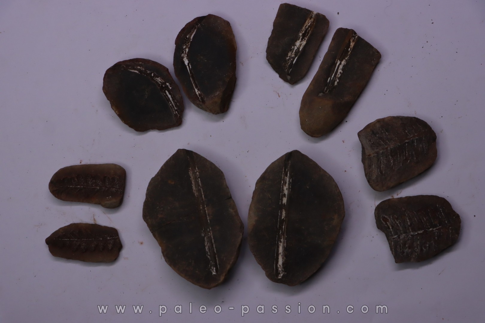 set of 5 nodules pennsylvanian (carboniferous) Carbondale Fmt - Mazon creek - Illinois - USA