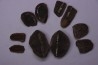 collection de 5 nodules de fougeres - pennsylvanian (carbonifère) - Carbondale Fmt - Mazon creek - Illinois - USA