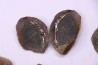 set of 5 nodules pennsylvanian (carboniferous) Carbondale Fmt - Mazon creek - Illinois - USA