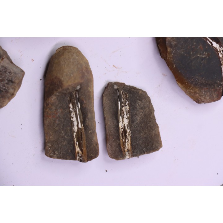 set of 5 nodules  pennsylvanian (carboniferous)  Carbondale Fmt - Mazon creek - Illinois - USA