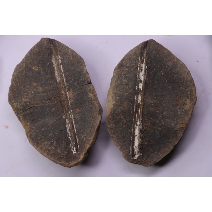 set of 5 nodules  pennsylvanian (carboniferous)  Carbondale Fmt - Mazon creek - Illinois - USA