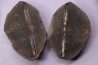 collection de 5 nodules de fougeres - pennsylvanian (carbonifère) - Carbondale Fmt - Mazon creek - Illinois - USA