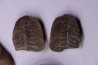 collection de 5 nodules de fougeres - pennsylvanian (carbonifère) - Carbondale Fmt - Mazon creek - Illinois - USA